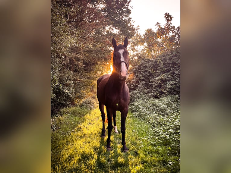 Zweibrückens Hongre 12 Ans 165 cm Bai in Bad Sobernheim