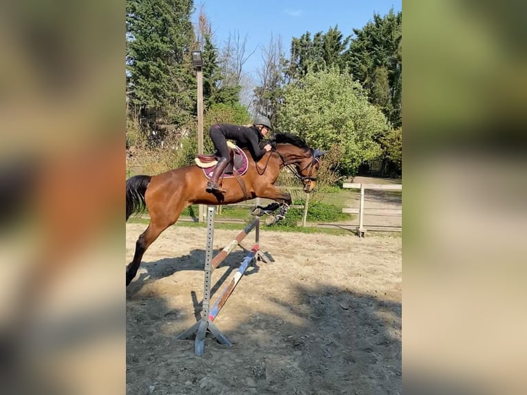 Zweibrückens Hongre 12 Ans 180 cm Bai in Kippenheim