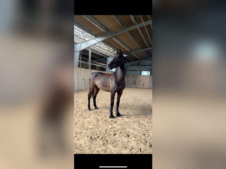 Zweibrückens Hongre 13 Ans 168 cm Bai in Erzingen Klettgau