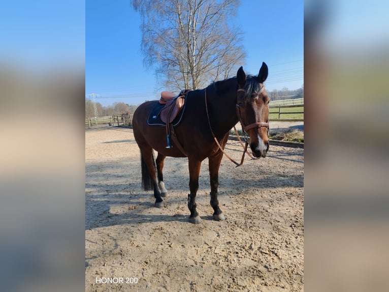 Zweibrückens Hongre 13 Ans 176 cm Bai in Töging