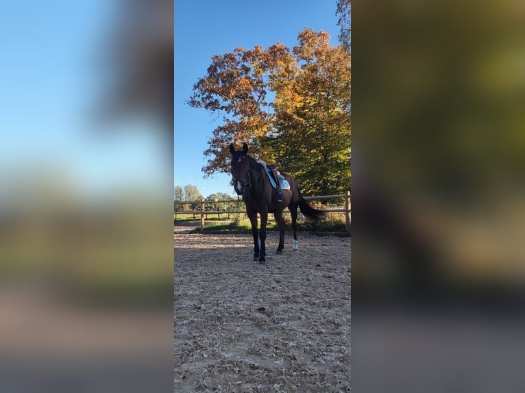 Zweibrückens Hongre 13 Ans 176 cm Bai in Töging