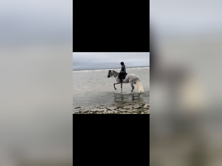 Zweibrückens Hongre 14 Ans 163 cm Gris moucheté in Kerpen