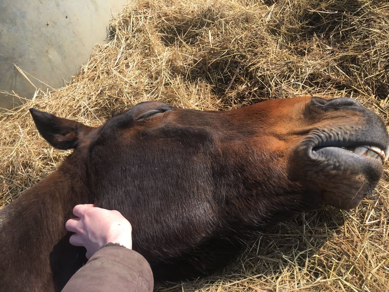 Zweibrückens Hongre 14 Ans 168 cm Bai brun in Selters (Taunus)