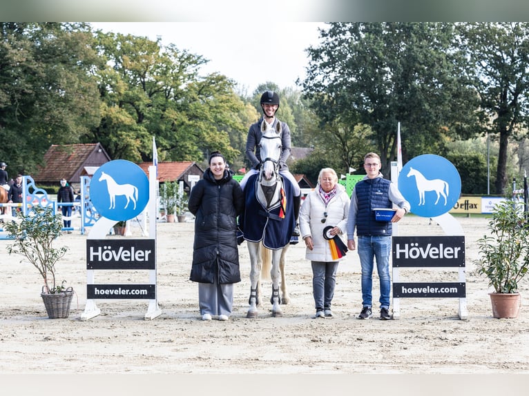 Zweibrückens Hongre 14 Ans 171 cm Gris in Weiterstadt
