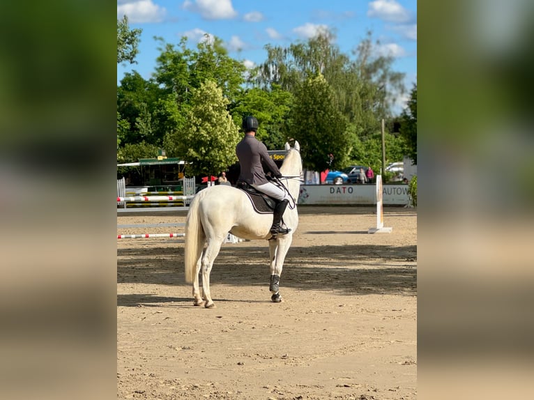 Zweibrückens Hongre 14 Ans 171 cm Gris in Weiterstadt