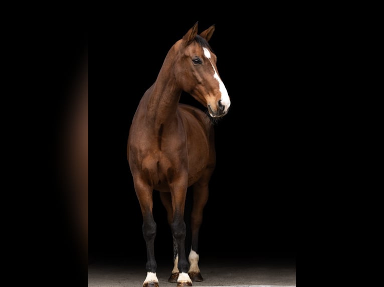 Zweibrückens Hongre 14 Ans 178 cm Bai in Neuried