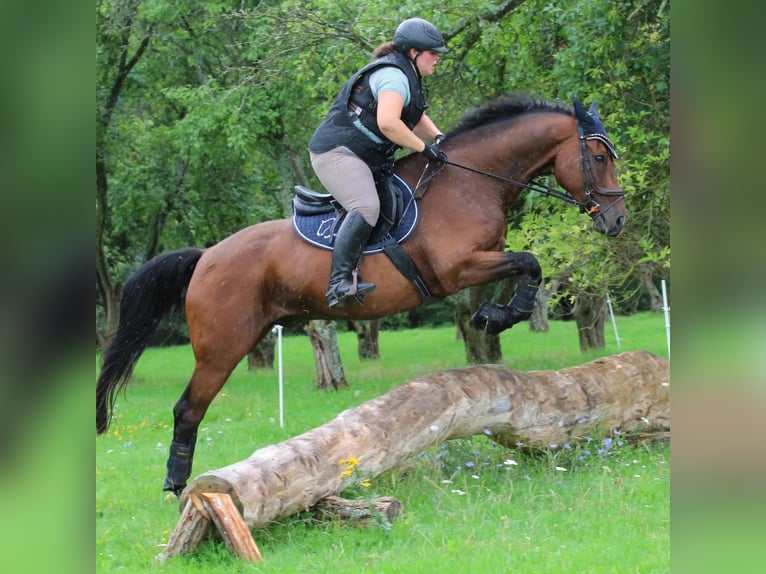 Zweibrückens Hongre 16 Ans 163 cm Bai in Mertloch