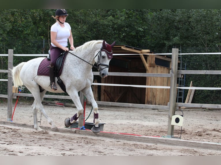 Zweibrückens Hongre 16 Ans 176 cm Gris moucheté in Bad Wildbad im Schwarzwald