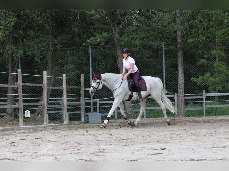 Zweibrückens Hongre 16 Ans 176 cm Gris moucheté in Bad Wildbad im Schwarzwald