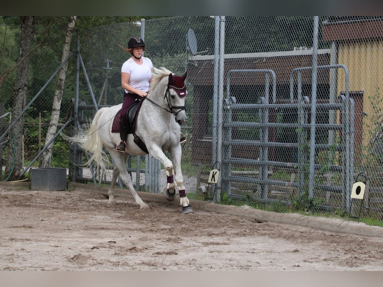 Zweibrückens Hongre 16 Ans 176 cm Gris moucheté in Bad Wildbad im Schwarzwald