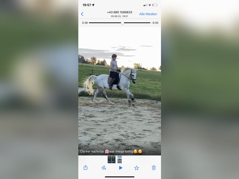Zweibrückens Hongre 18 Ans 165 cm Gris in Waldzell