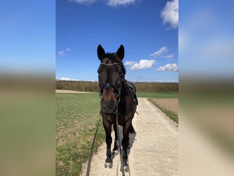 Zweibrückens Hongre 19 Ans 172 cm Bai brun in Alzey