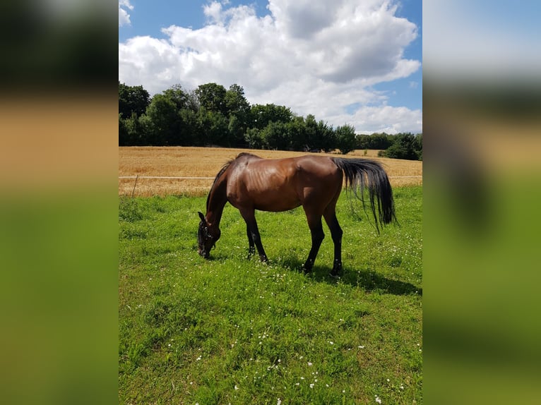 Zweibrückens Hongre 19 Ans 172 cm Bai brun in W&#xFC;rzburg