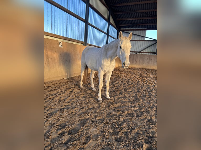 Zweibrückens Hongre 20 Ans 165 cm Gris in Lamstedt