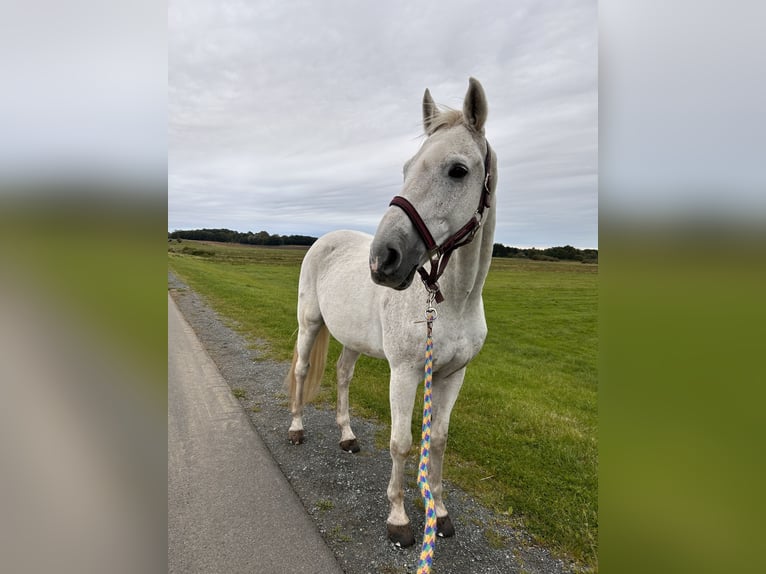 Zweibrückens Hongre 20 Ans 165 cm Gris in Lamstedt