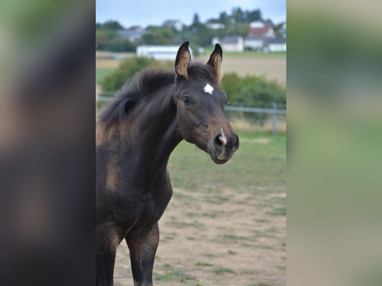 Zweibrückens Hongre 6 Ans 172 cm Bai brun in Morscheid
