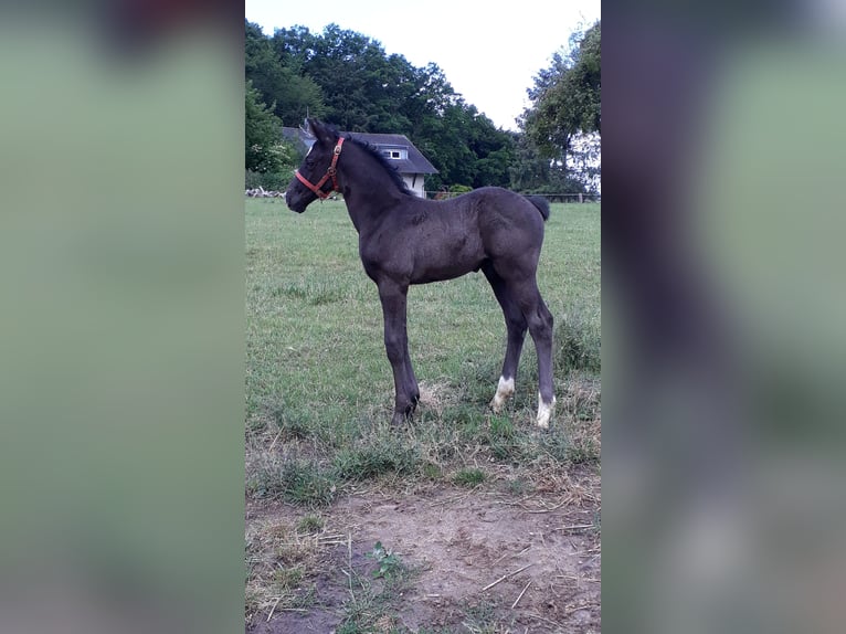 Zweibrückens Hongre 6 Ans 174 cm Noir in Montabaur