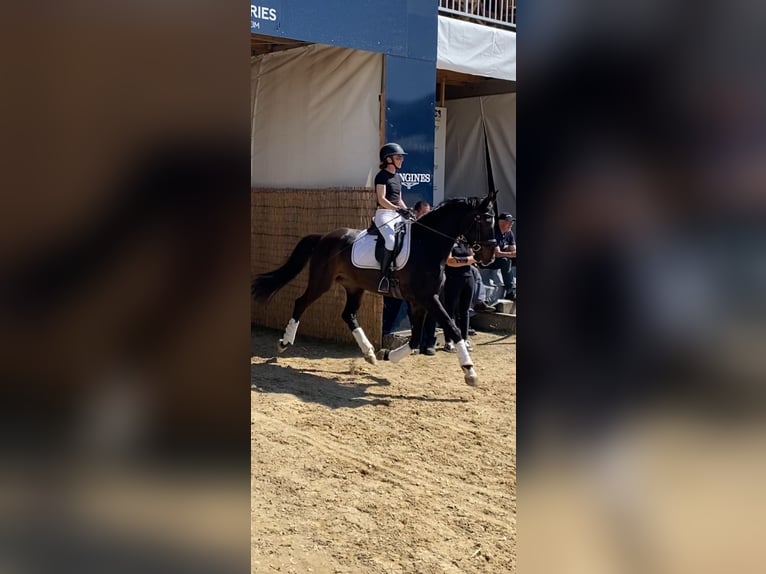 Zweibrückens Hongre 7 Ans 172 cm Bai brun in Morscheid