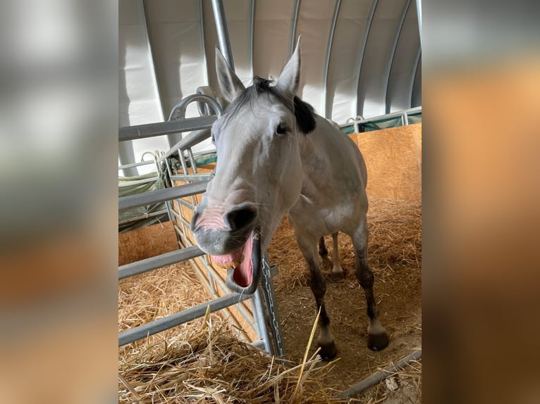 Zweibrückens Jument 12 Ans 160 cm Gris in HünstettenHünstetten