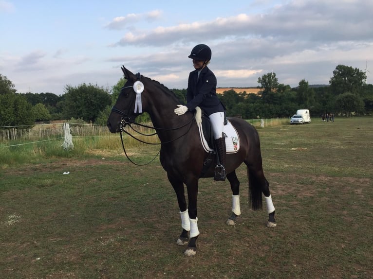 Zweibrückens Jument 12 Ans 163 cm Noir in Pirmasens