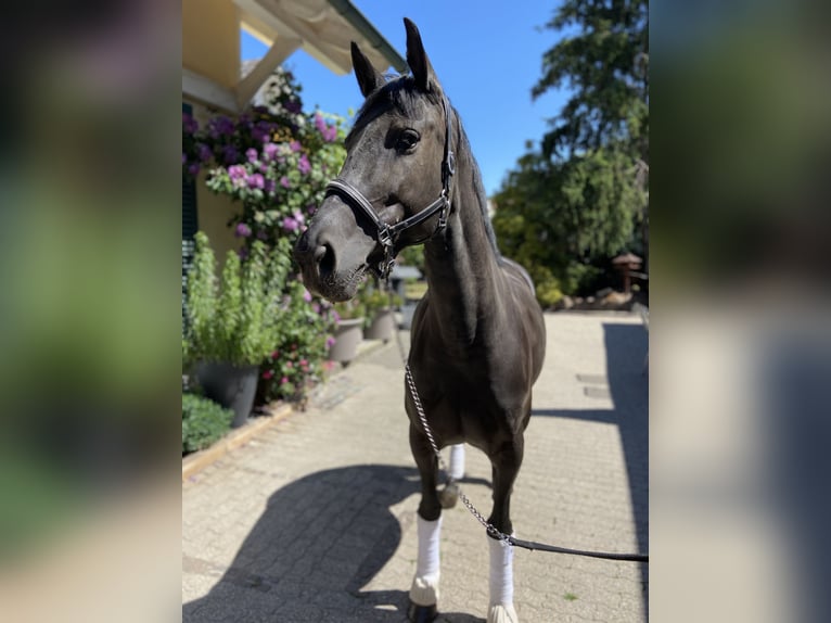 Zweibrückens Jument 12 Ans 163 cm Noir in Pirmasens