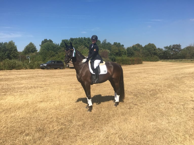 Zweibrückens Jument 12 Ans 163 cm Noir in Pirmasens