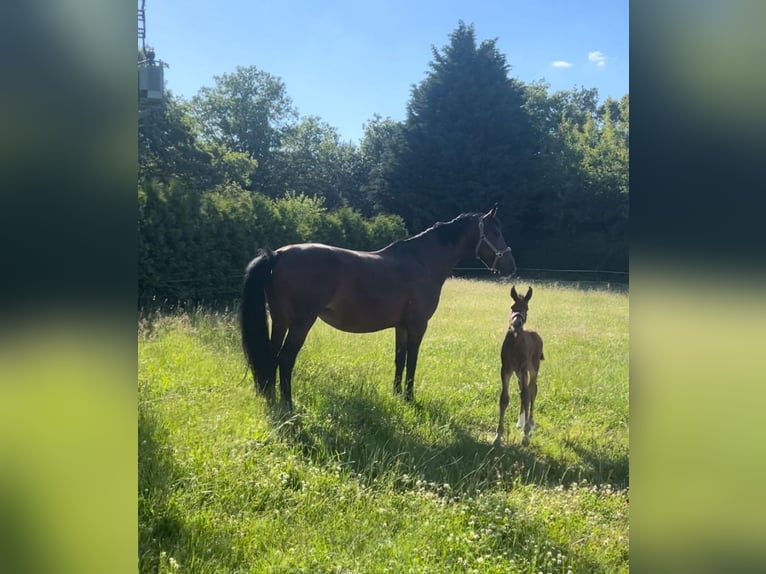 Zweibrückens Jument 12 Ans 165 cm Bai in Prettin