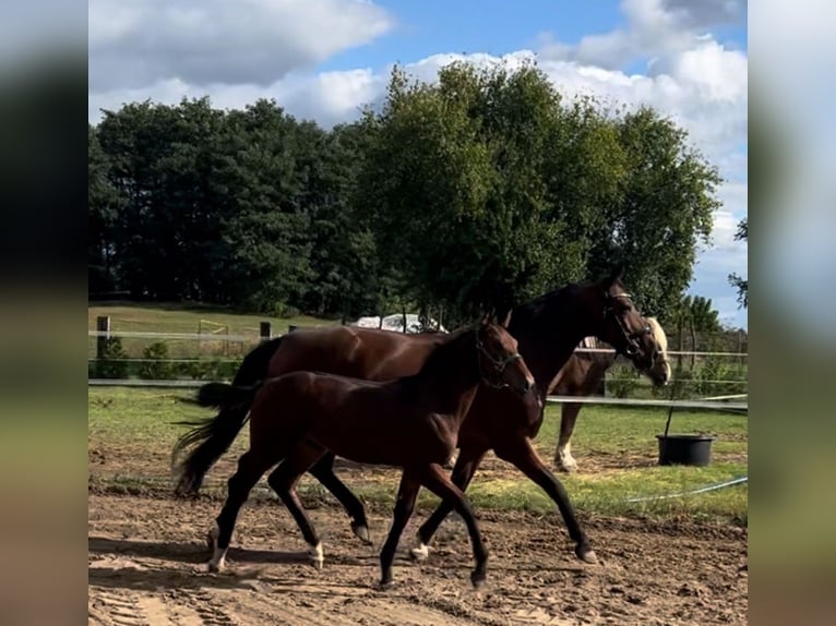 Zweibrückens Jument 12 Ans 165 cm Bai in Prettin