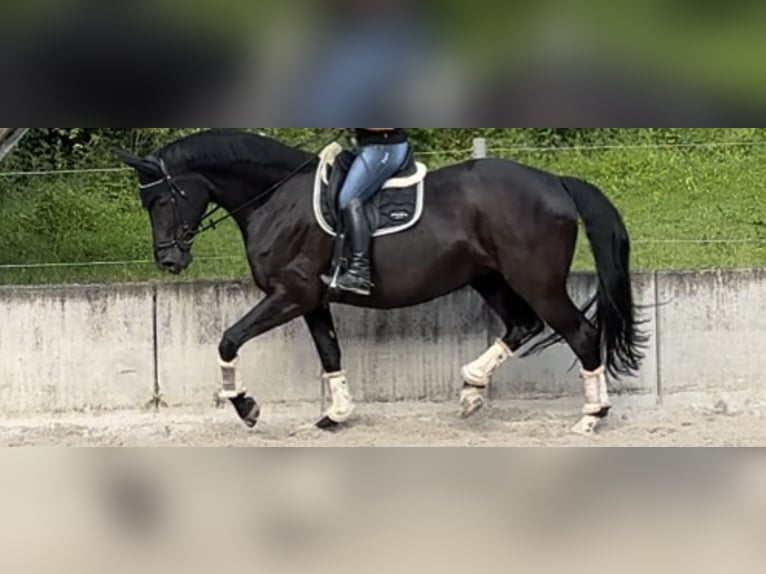 Zweibrückens Jument 12 Ans 182 cm Noir in Ringgau