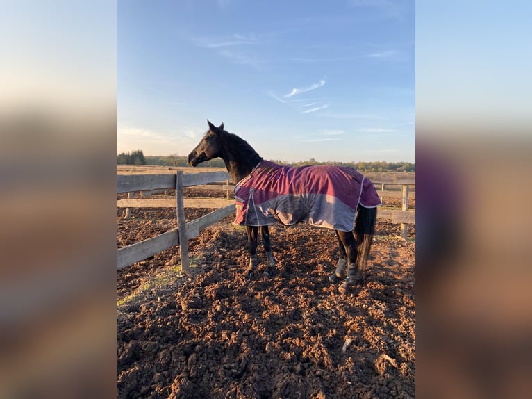 Zweibrückens Jument 13 Ans 163 cm Noir in Pirmasens