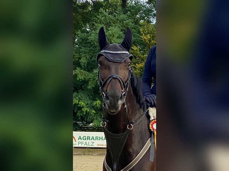 Zweibrückens Jument 13 Ans 167 cm Bai brun in Bad Dürkheim