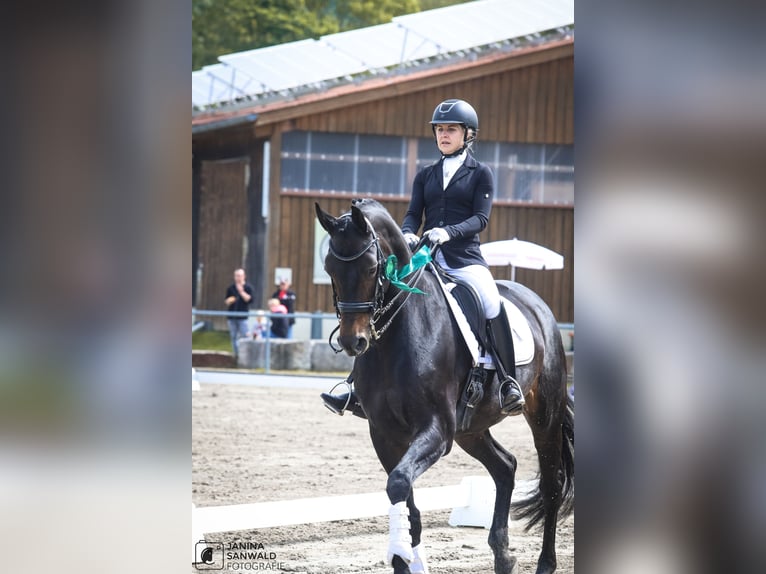 Zweibrückens Jument 13 Ans 172 cm in Bartholomä