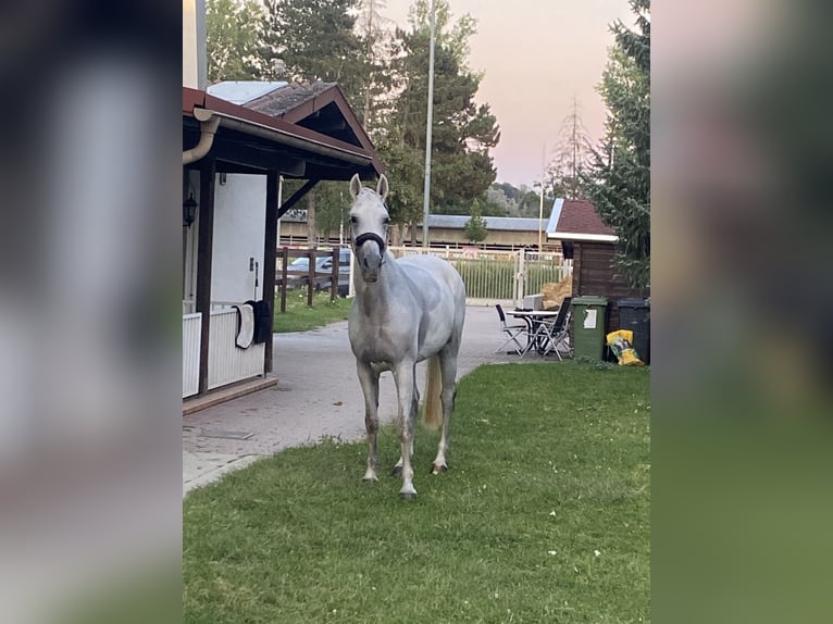 Zweibrückens Jument 13 Ans 172 cm Gris in Viernheim