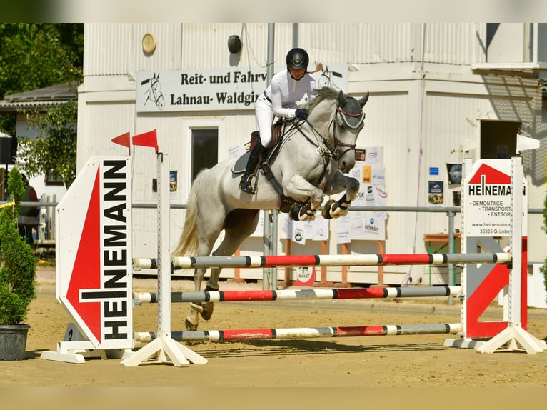 Zweibrückens Jument 13 Ans 172 cm Gris in Viernheim