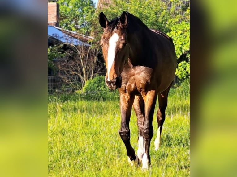 Zweibrückens Jument 13 Ans 173 cm Bai in Aurich