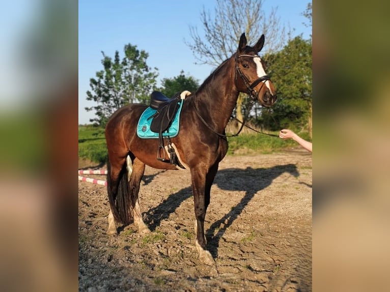 Zweibrückens Jument 13 Ans 173 cm Bai in Aurich