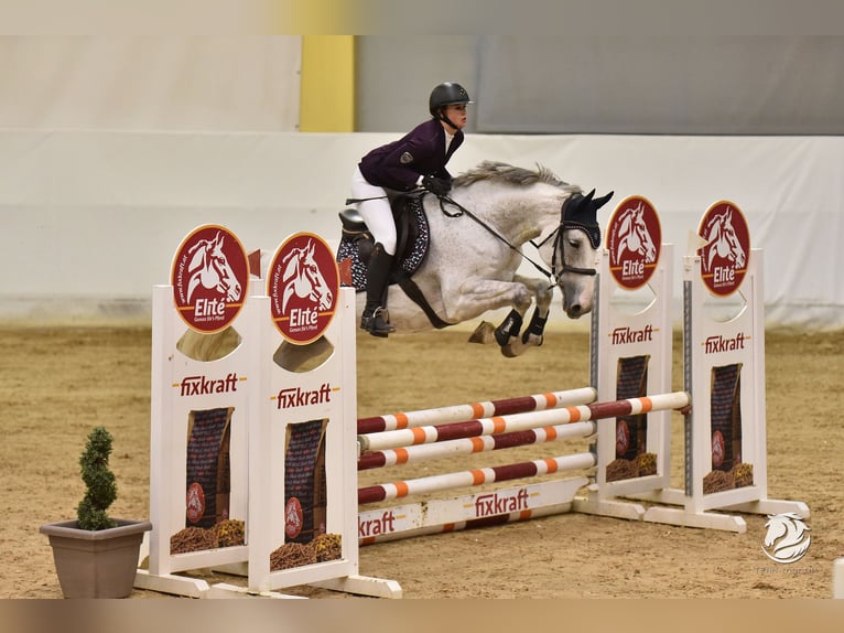 Zweibrückens Jument 13 Ans 176 cm Gris pommelé in Vöcklabruck