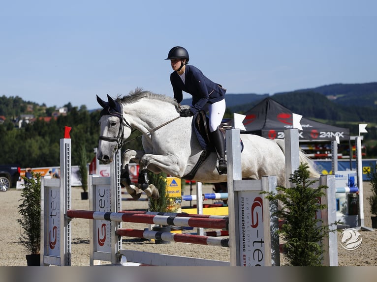 Zweibrückens Jument 13 Ans 176 cm Gris pommelé in Vöcklabruck