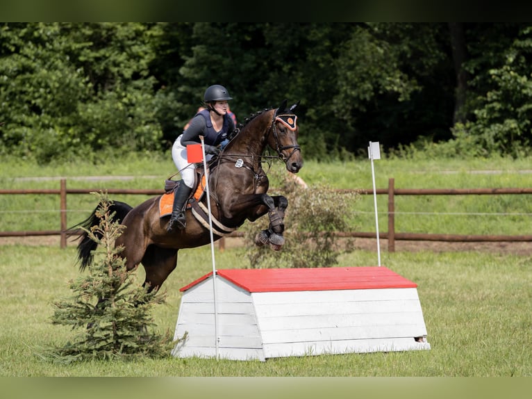 Zweibrückens Jument 14 Ans 166 cm Bai brun foncé in Wiesbaden