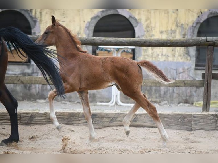 Zweibrückens Jument 14 Ans 170 cm Bai in Hetzerath