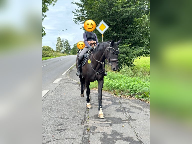 Zweibrückens Jument 15 Ans 164 cm Bai brun in Rösrath