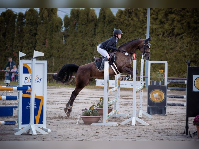 Zweibrückens Jument 15 Ans 166 cm Bai brun foncé in Wiesbaden