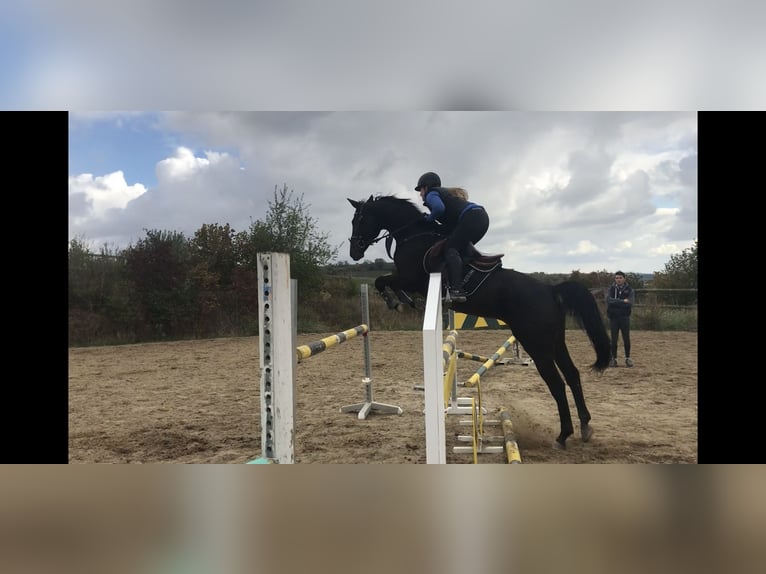 Zweibrückens Jument 15 Ans 166 cm Bai brun foncé in Wiesbaden