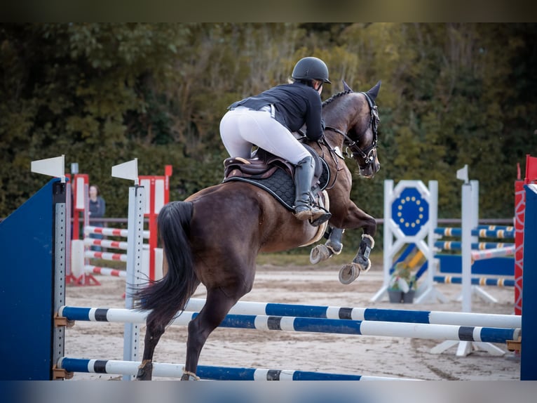 Zweibrückens Jument 15 Ans 166 cm Bai brun foncé in Wiesbaden