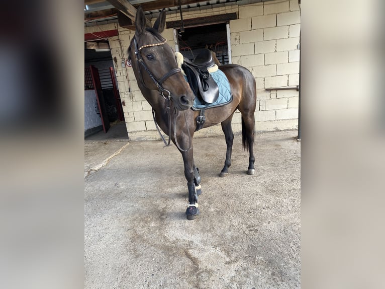 Zweibrückens Jument 15 Ans 166 cm Bai brun foncé in Wiesbaden