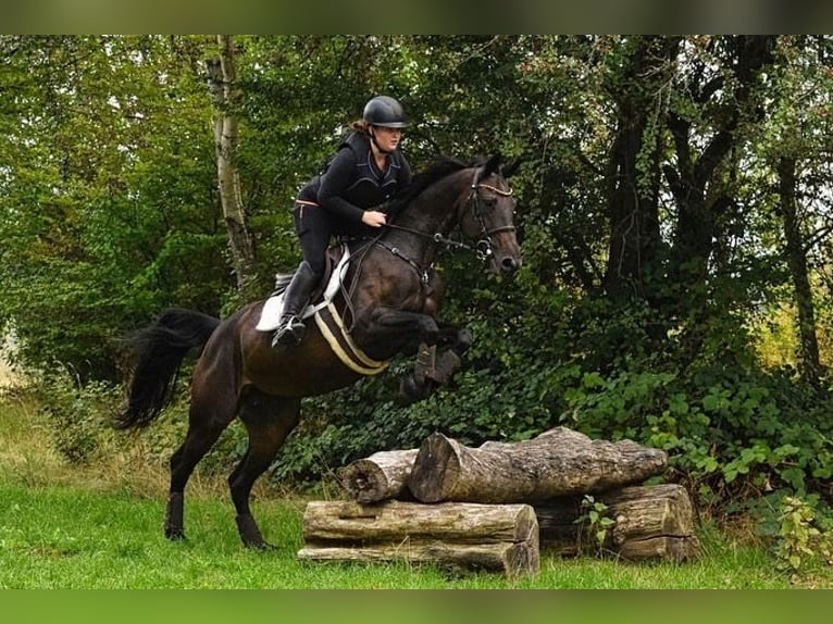 Zweibrückens Jument 15 Ans 166 cm Bai brun foncé in Wiesbaden