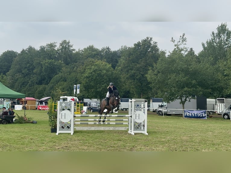 Zweibrückens Jument 15 Ans 170 cm Bai brun in Gettorf