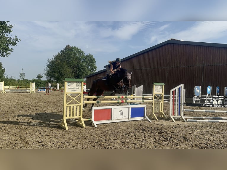 Zweibrückens Jument 15 Ans 170 cm Bai brun in Gettorf