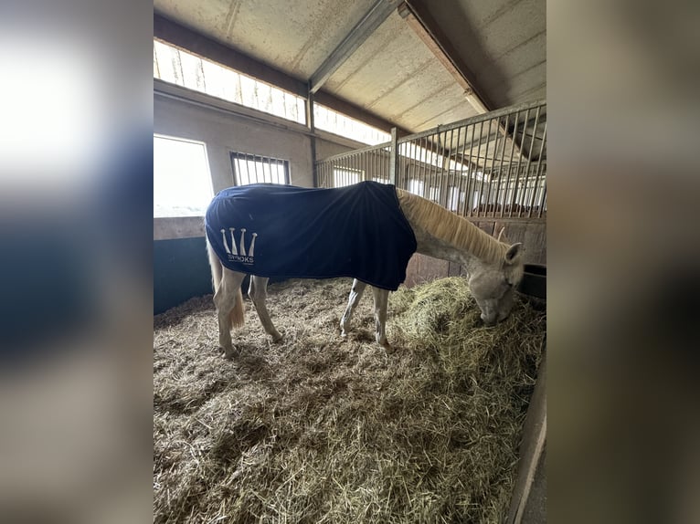 Zweibrückens Jument 15 Ans 173 cm Gris moucheté in Pirmasens