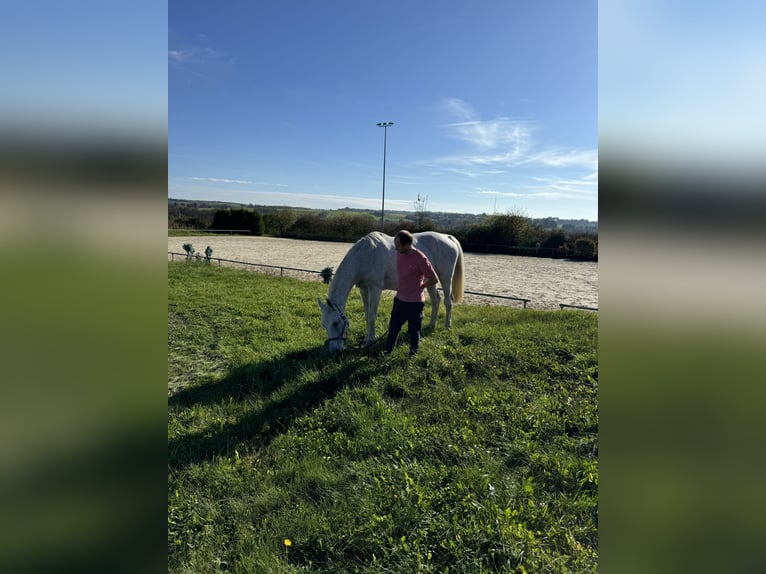 Zweibrückens Jument 15 Ans 173 cm Gris moucheté in Pirmasens